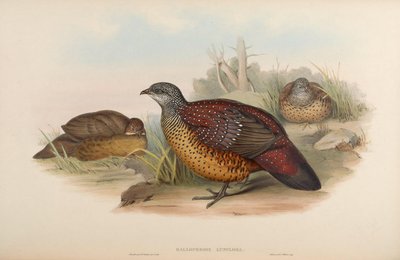 Galloperdix lunulata von John Gould